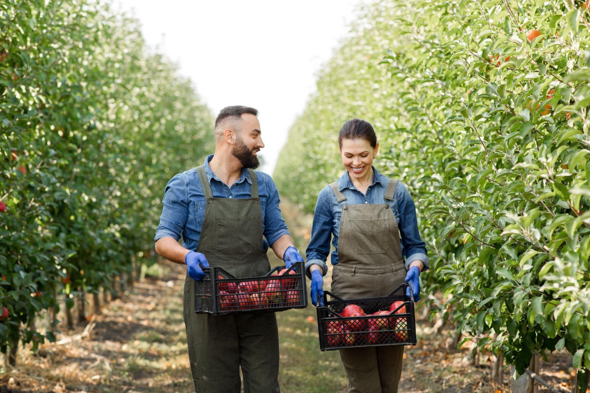Small business owners harvesting apples in their orchard