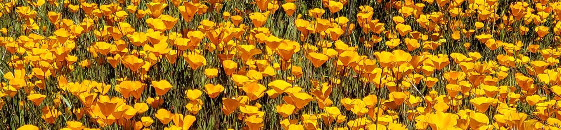 Close up of field of orange California poppies