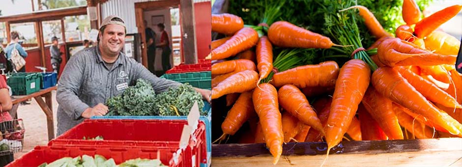 Man with bin of vegetables, batch of carrots