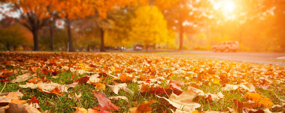 fall-leaves-falling-banner-e1535660589398
