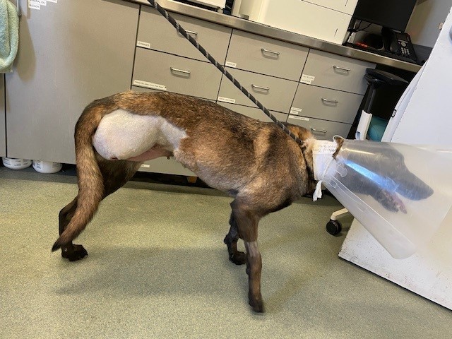 Injured Dog Animal Control Services