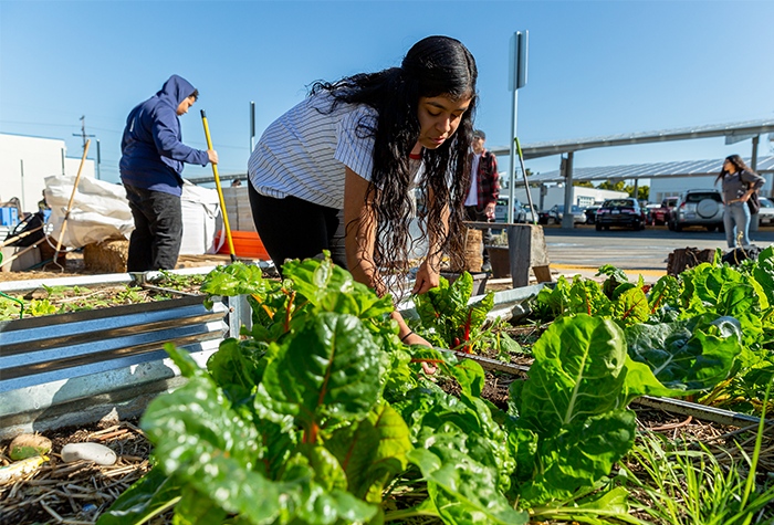 San Diego Food System Alliance working with crops